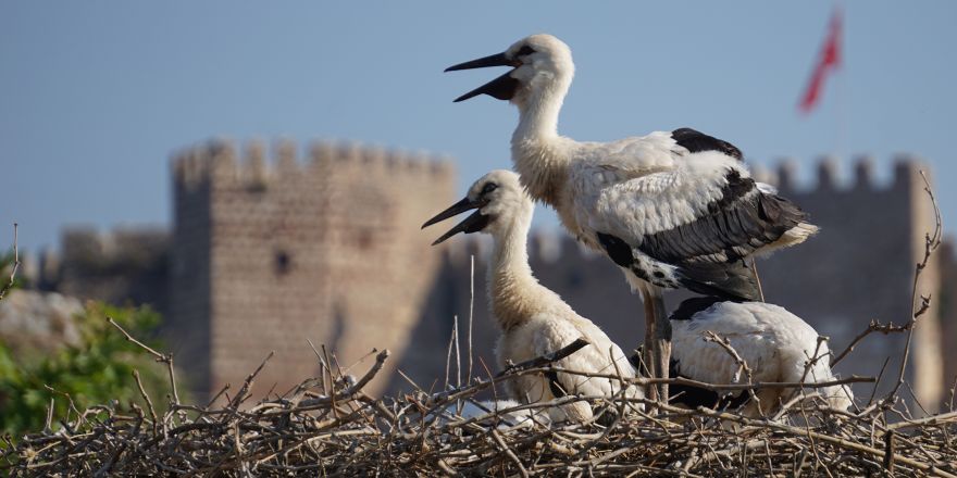 Leylek ve Doğal Yaşam Festivali Başlıyor