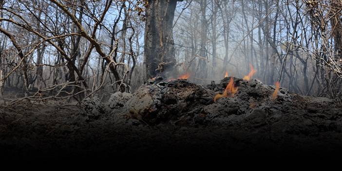 İzmir'deki ormanlardan yürek yakan görüntüler!