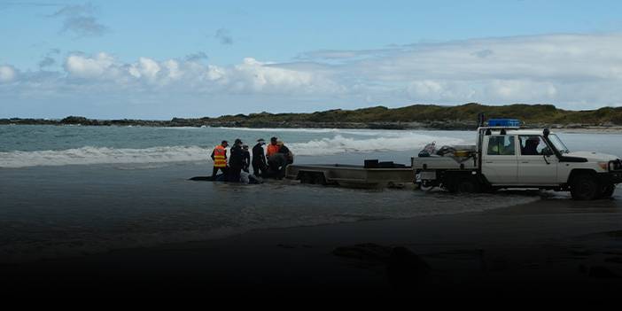 157 balina kıyıya vurdu!