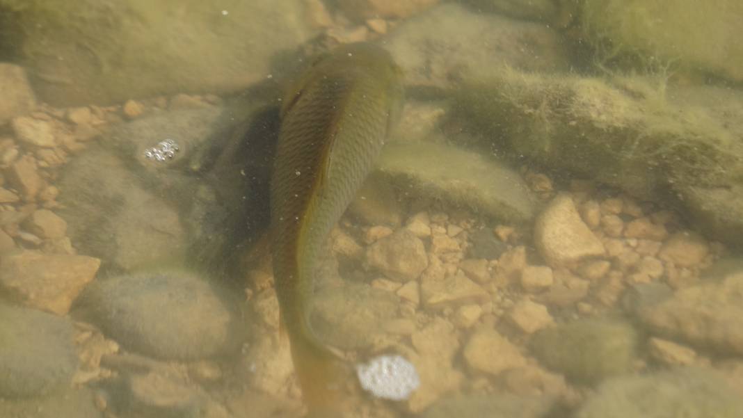 Göllere 450 bin yavru sazan bırakıldı 2