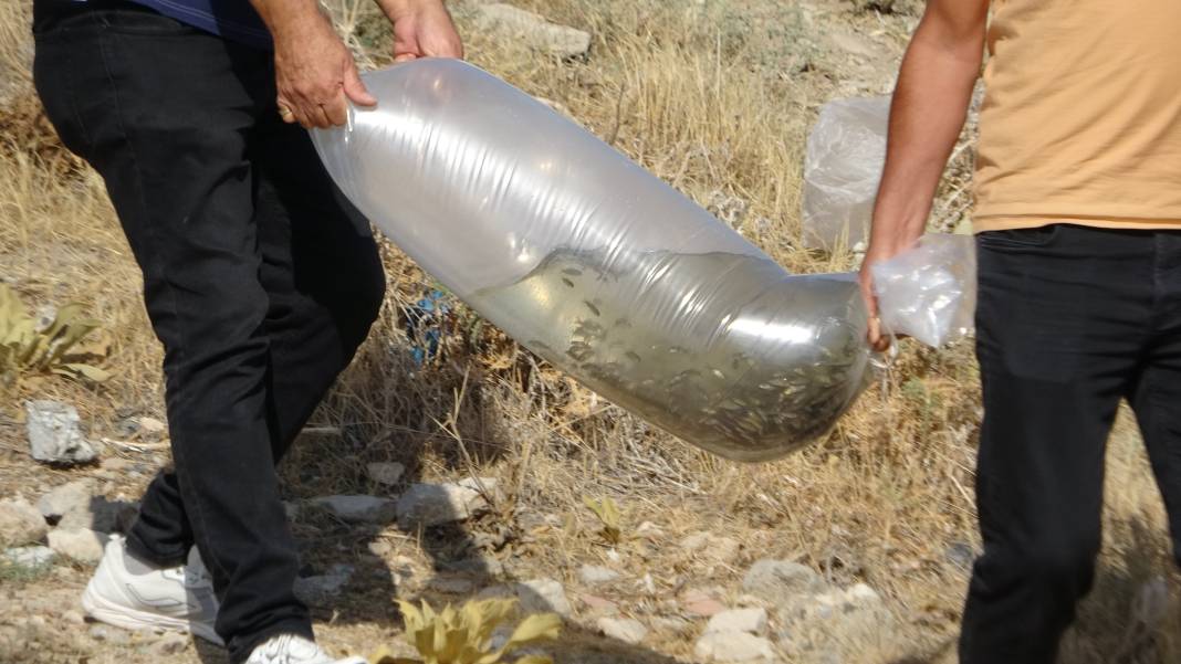 Göllere 450 bin yavru sazan bırakıldı 4
