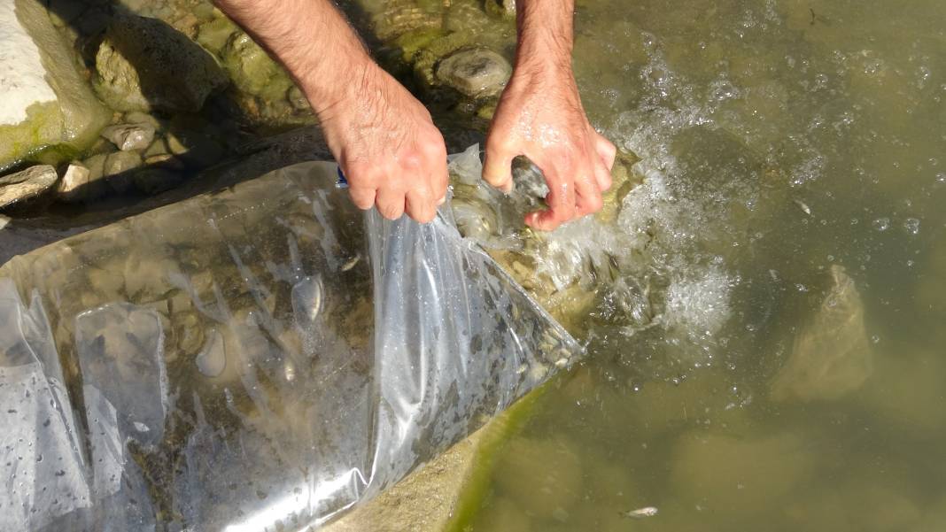 Göllere 450 bin yavru sazan bırakıldı 5