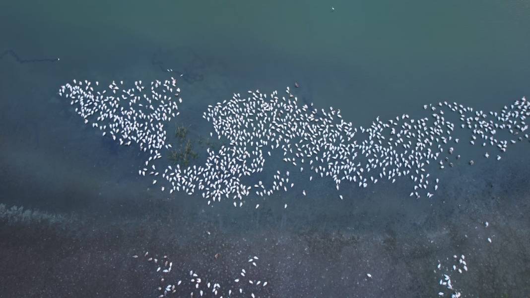 Göçmen kuşlardan göz kamaştıran doğa şöleni 1