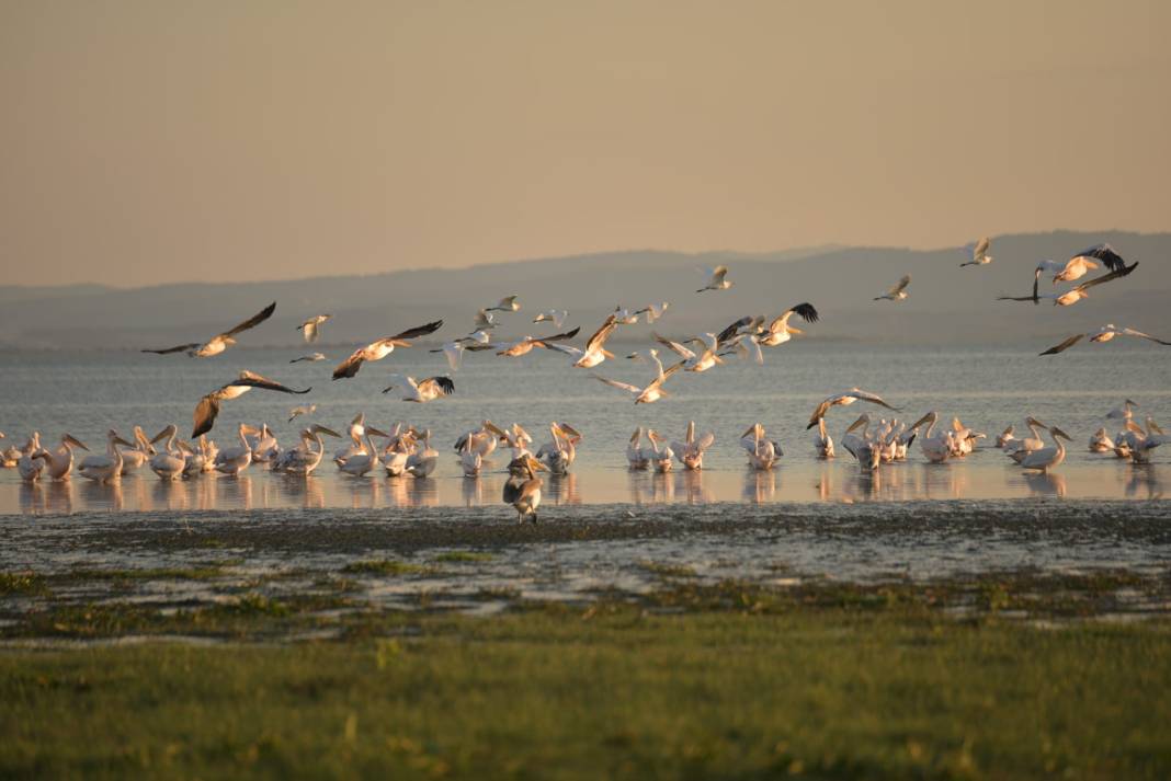 Göçmen kuşlardan göz kamaştıran doğa şöleni 10