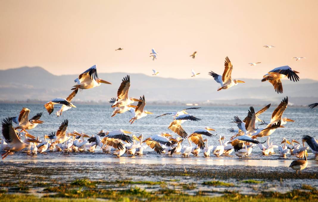 Göçmen kuşlardan göz kamaştıran doğa şöleni 11