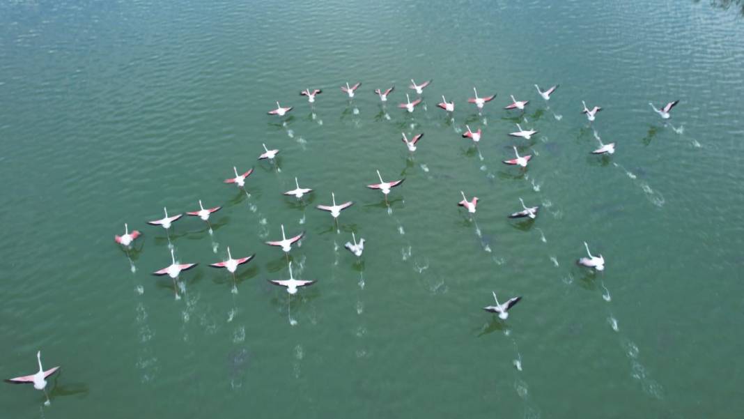 Göçmen kuşlardan göz kamaştıran doğa şöleni 5