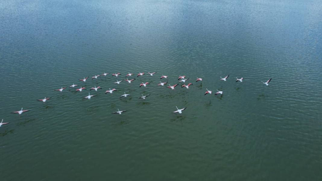 Göçmen kuşlardan göz kamaştıran doğa şöleni 7