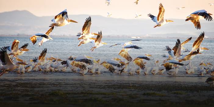 Göçmen kuşlardan göz kamaştıran doğa şöleni