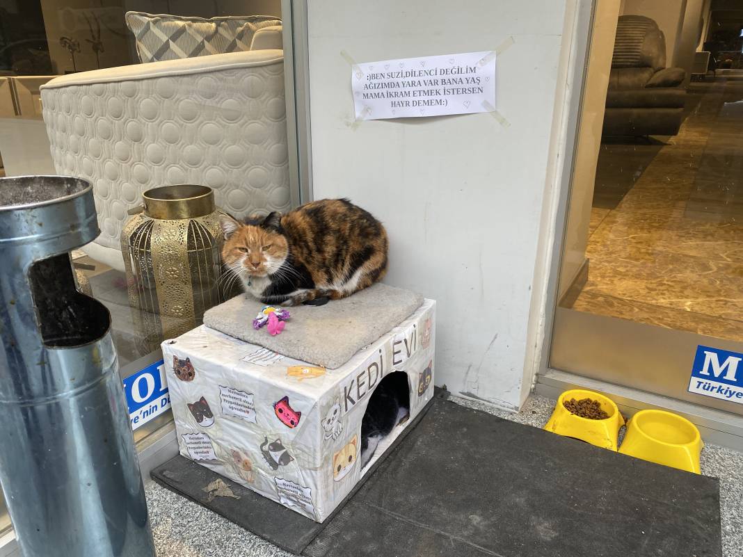 Hayvansever esnaftan gülümseten not 1