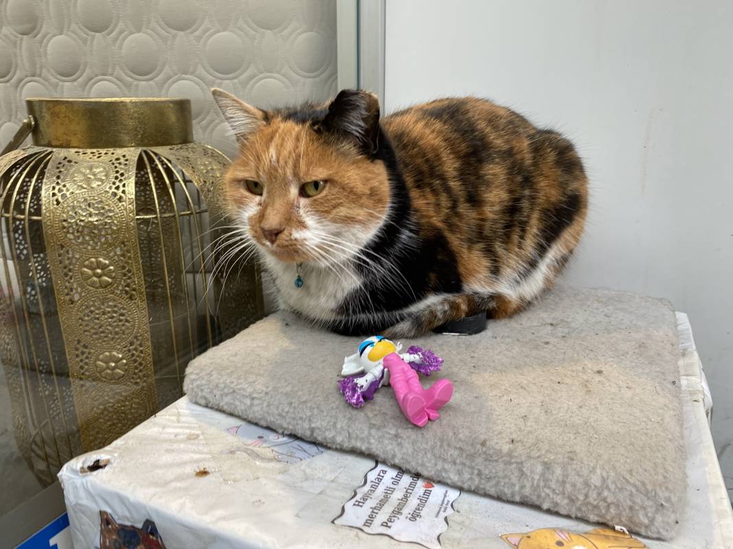 Hayvansever esnaftan gülümseten not 4