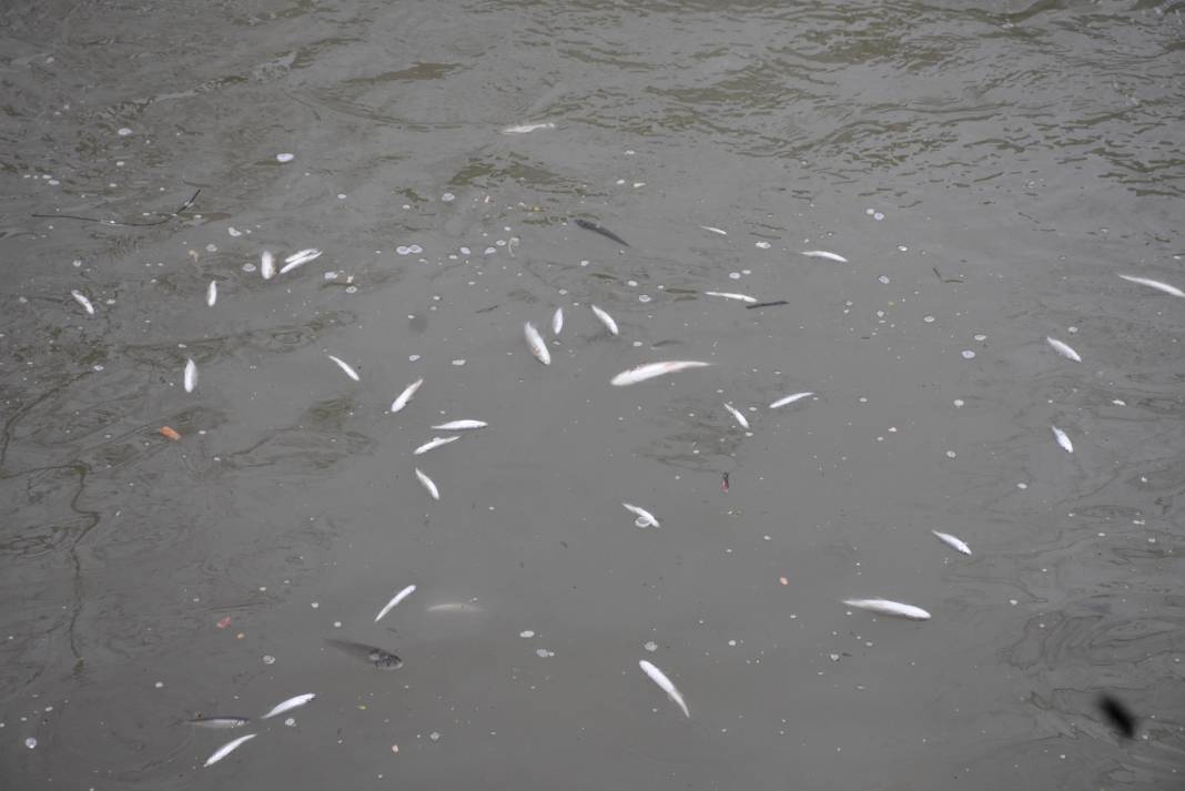Korkutan görüntü: Yüzeye çıkan balıklar ölüyor! 1