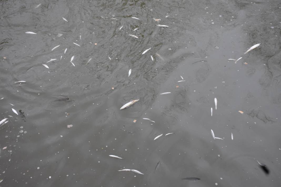 Korkutan görüntü: Yüzeye çıkan balıklar ölüyor! 2