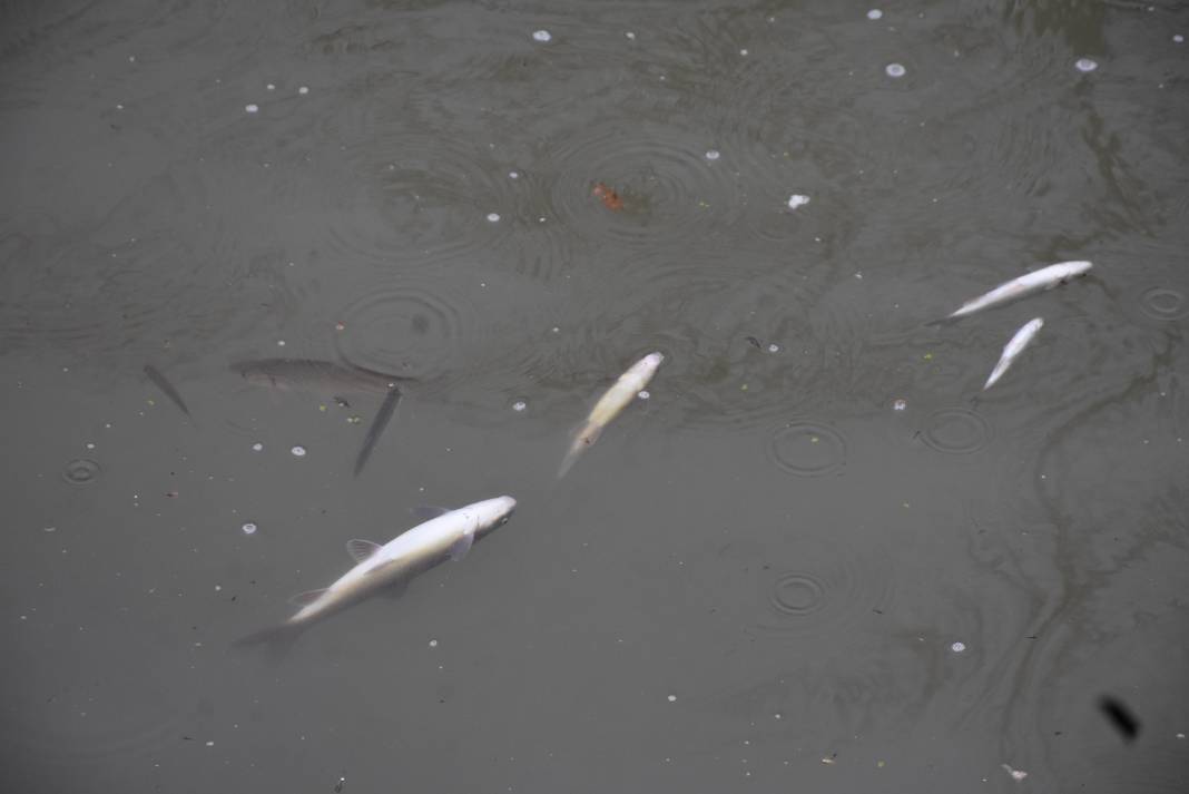 Korkutan görüntü: Yüzeye çıkan balıklar ölüyor! 3