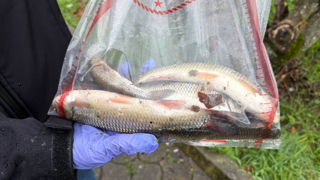 Korkutan görüntü: Yüzeye çıkan balıklar ölüyor! 6