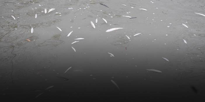 Korkutan görüntü: Yüzeye çıkan balıklar ölüyor!