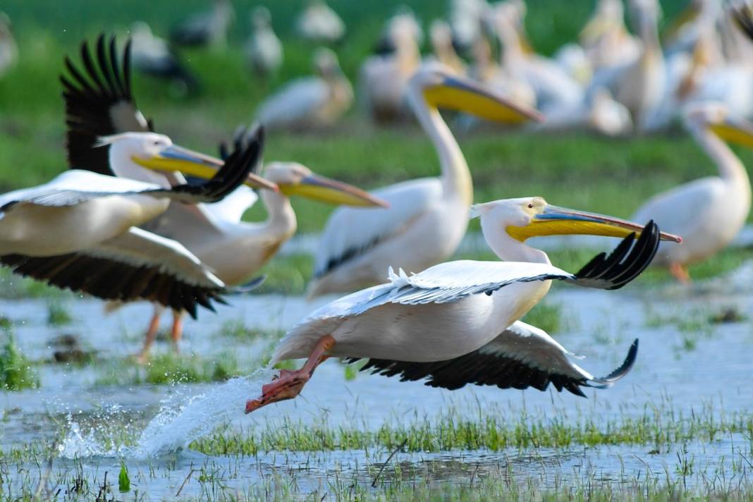 Göç yolundaki pelikanlar objektiflere yansıdı! 1