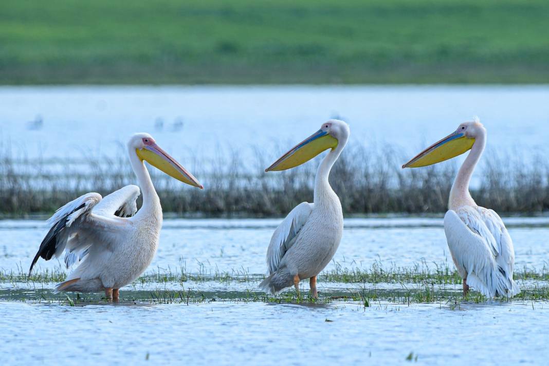 Göç yolundaki pelikanlar objektiflere yansıdı! 10