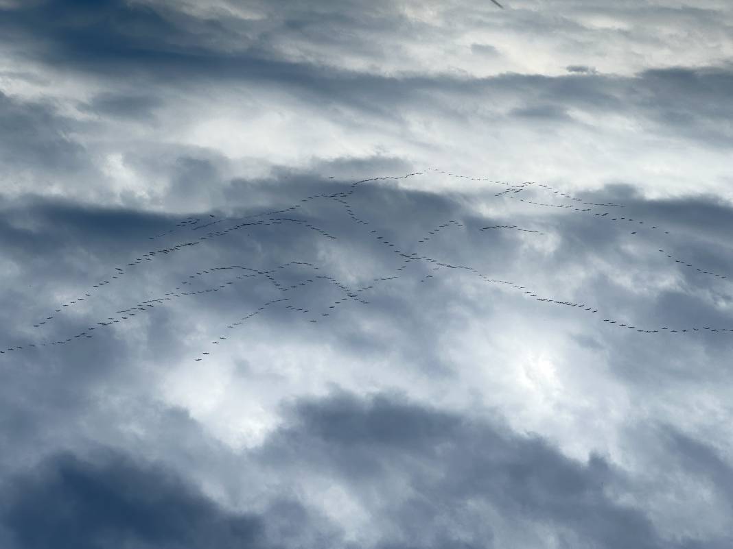 Göç yolundaki pelikanlar objektiflere yansıdı! 11