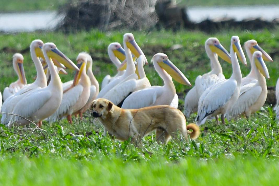 Göç yolundaki pelikanlar objektiflere yansıdı! 4