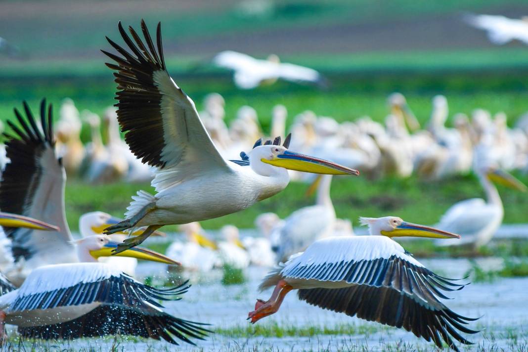 Göç yolundaki pelikanlar objektiflere yansıdı! 7