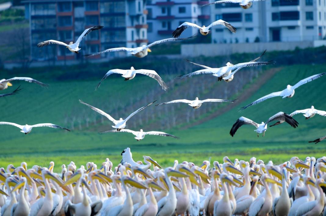 Göç yolundaki pelikanlar objektiflere yansıdı! 9