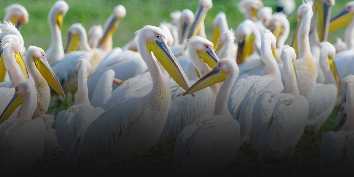 Göç yolundaki pelikanlar objektiflere yansıdı!