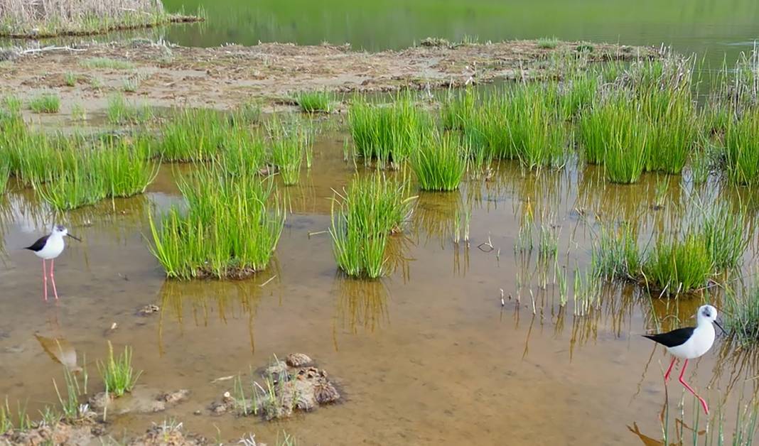 Sazlıkta renkli göç manzarası! 11