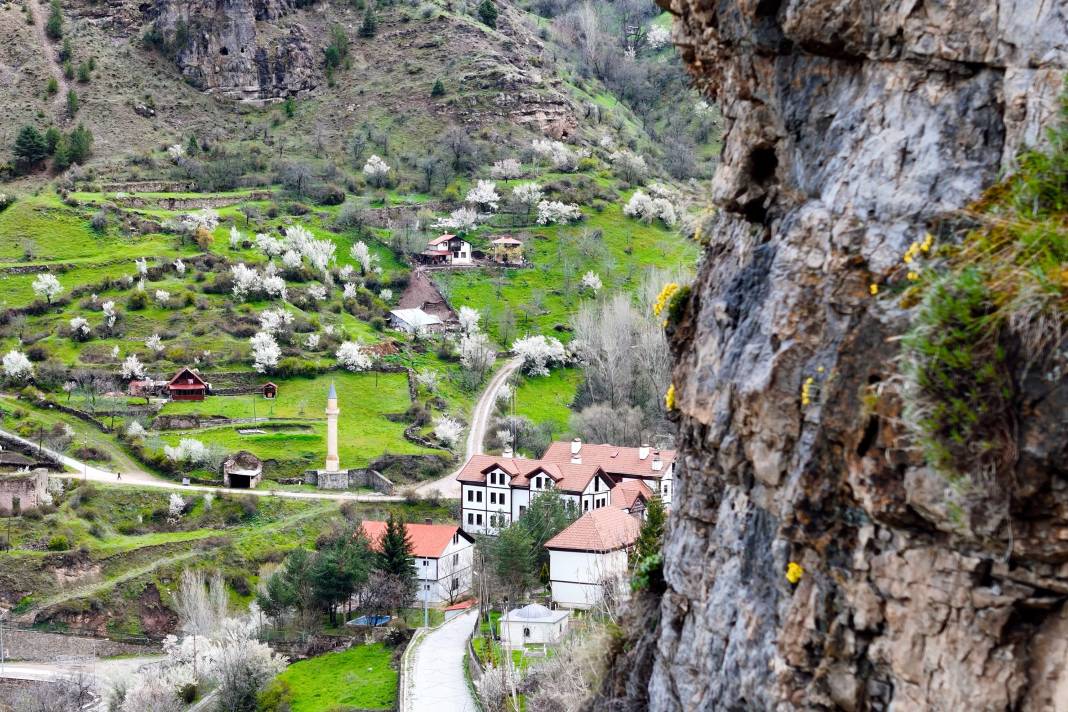 Kayalıklarda açan çicekler merak uyandırdı! 3