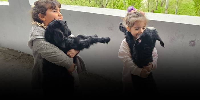 Balkondaki davetsiz misafirler şaşkına çevirdi! 1