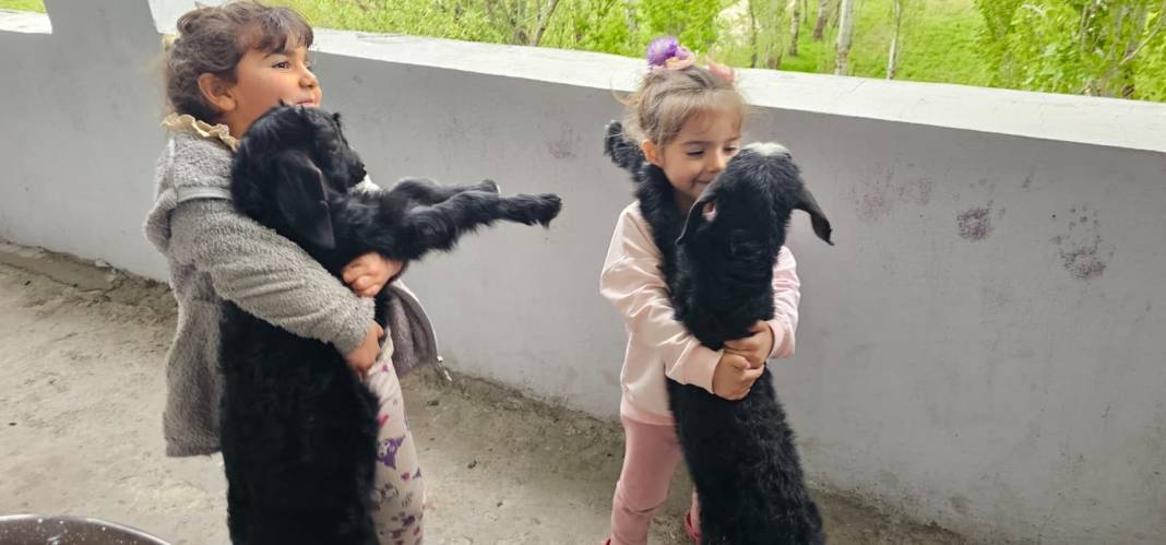 Balkondaki davetsiz misafirler şaşkına çevirdi! 4