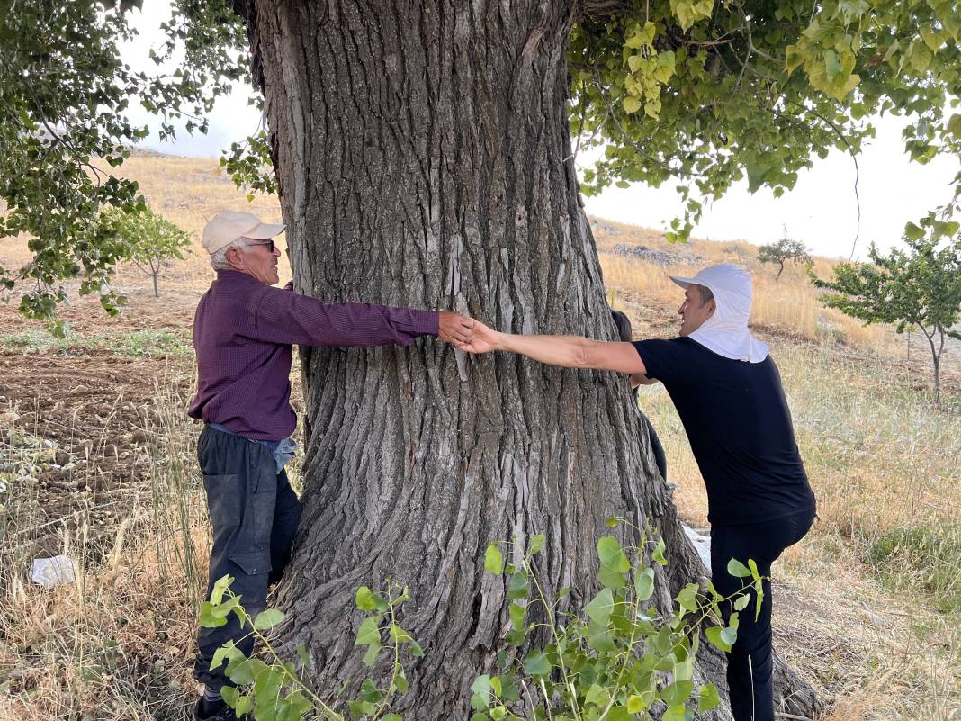 300 yıllık kavak ağacı ilgi çekiyor! 3