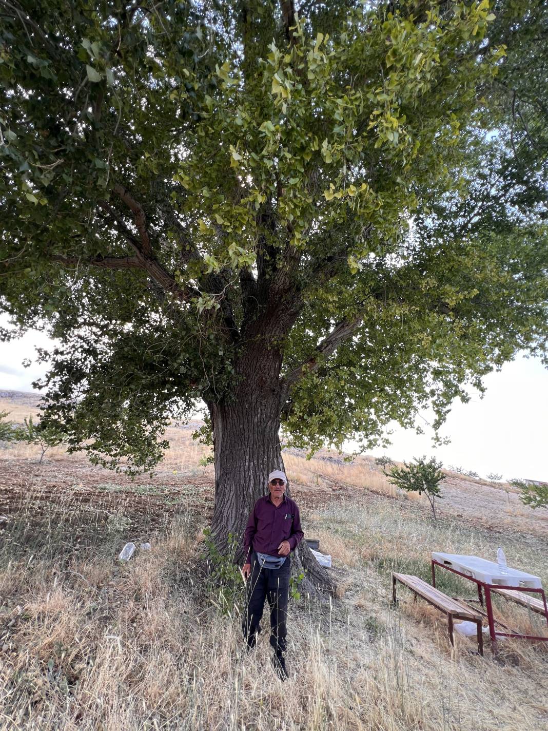300 yıllık kavak ağacı ilgi çekiyor! 4