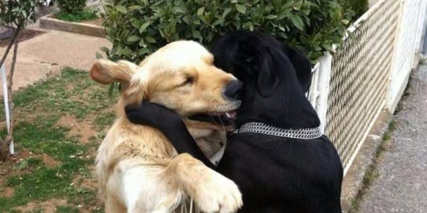 Birbirlerine Sevgi Gösteren Hayvanlar