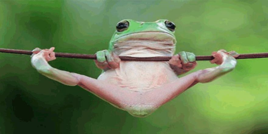 Kurbağaların Sürekli Eğleniyor Görünen Halleri