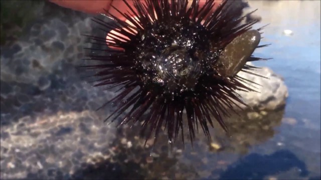 Denizkestanesinin ve insanın son ortak atası!