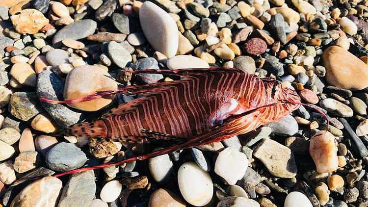 Ege Denizi'nde kırmızı alarm! Hızla çoğalıyor