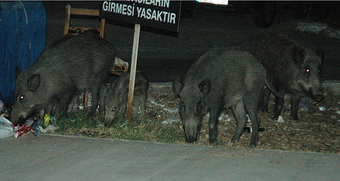Odun toplayan gence domuz saldırdı