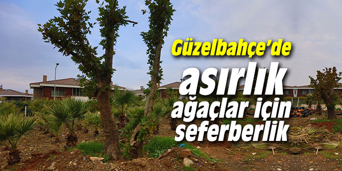 Asırlık ağaçlar için seferberlik