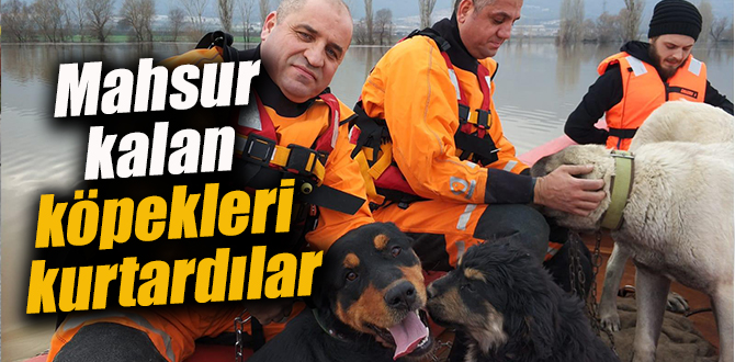 Mahsur kalan köpekleri kurtardılar