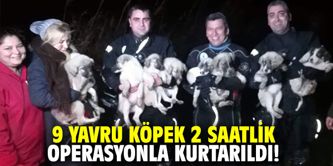 9 yavru köpek 2 saatlik operasyonla kurtarıldı!
