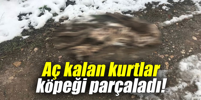 Aç kalan kurtlar köpeği parçaladı!
