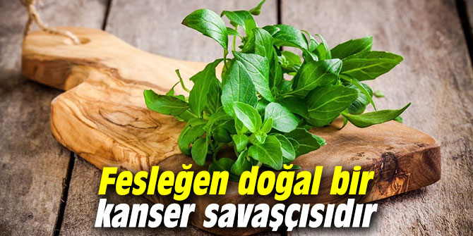 Fesleğen doğal bir kanser savaşçısıdır!