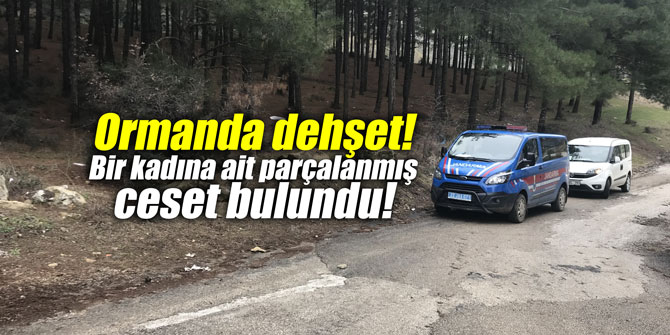 Ormanda dehşet! Bir kadına ait parçalanmış ceset bulundu!