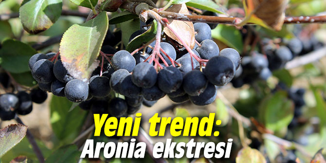 Yeni trend: Aronia ekstresi