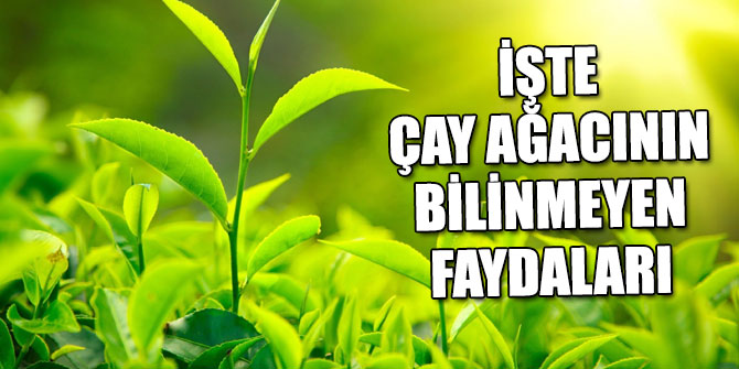 İşte çay ağacının bilinmeyen faydaları