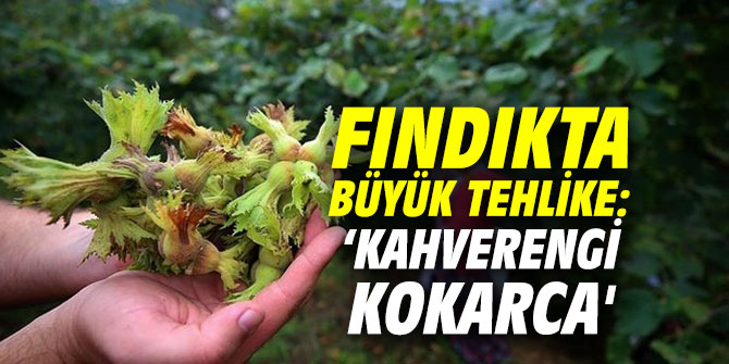 Fındıkta büyük tehlike: ‘kahverengi kokarca'