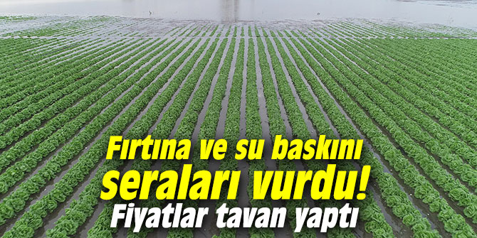 Fırtına ve su baskını seraları vurdu! Fiyatlar tavan yaptı