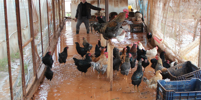 Sel suları 300 tavuğu telef etti