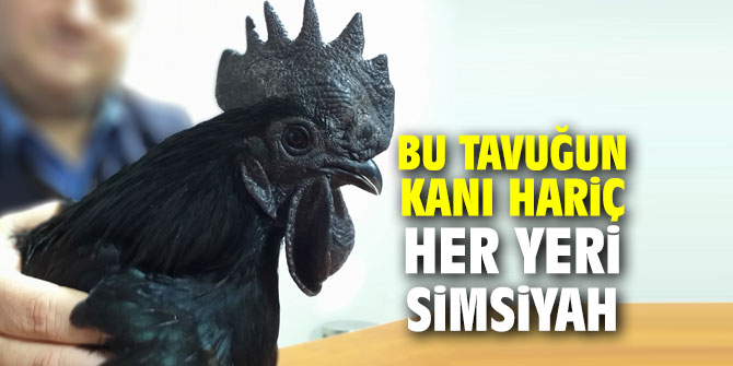 Bu tavuğun kanı hariç her yeri simsiyah!