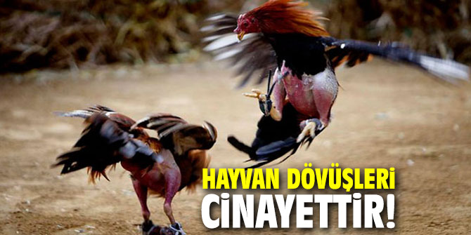 Hayvan dövüşleri cinayettir!